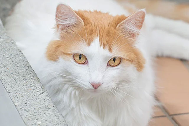 10 Largest Domestic Cat Breeds: #9. Turkish Van