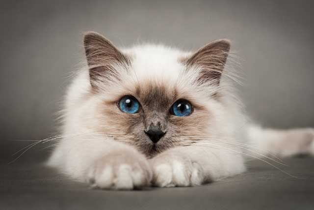 The 8 Least Aggressive Cat Breeds: 1. Birman