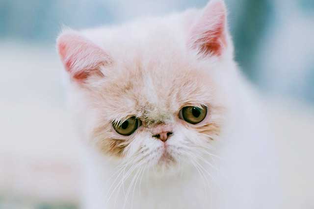 The 8 Least Aggressive Cat Breeds: 5. Exotic Shorthair