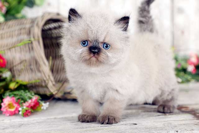 The 8 Least Aggressive Cat Breeds: 8. Himalayan