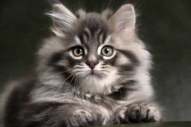 The 8 Least Aggressive Cat Breeds: 4. Maine Coon