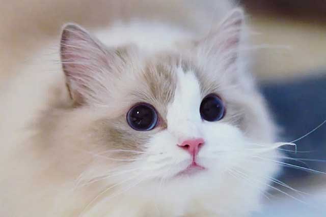 The 8 Least Aggressive Cat Breeds: 2. Ragdoll