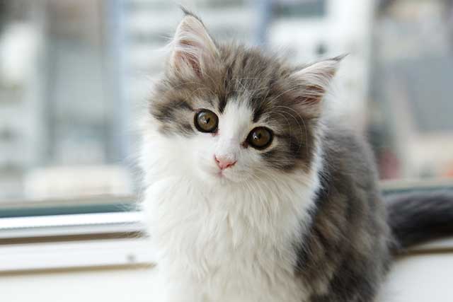 The 8 Least Aggressive Cat Breeds: 7. Norwegian Forest Cat