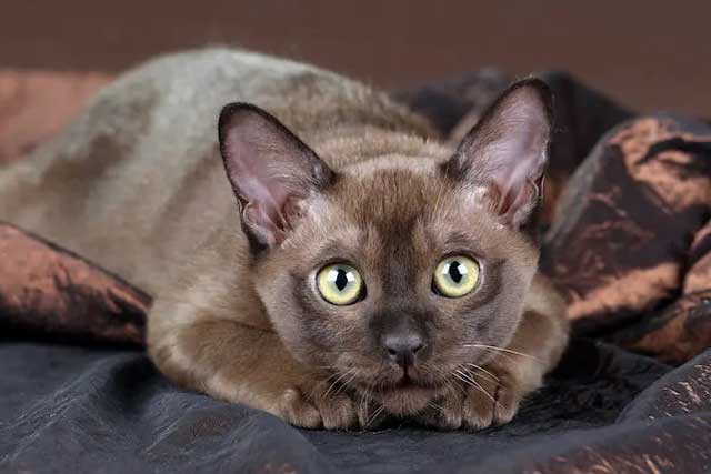 Burmese