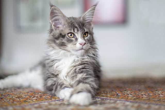 Maine Coon