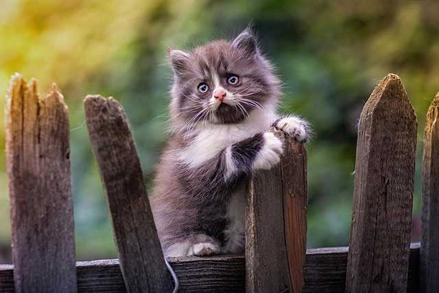 Persian