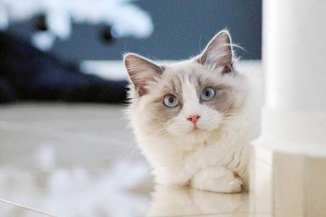 Ragdoll
