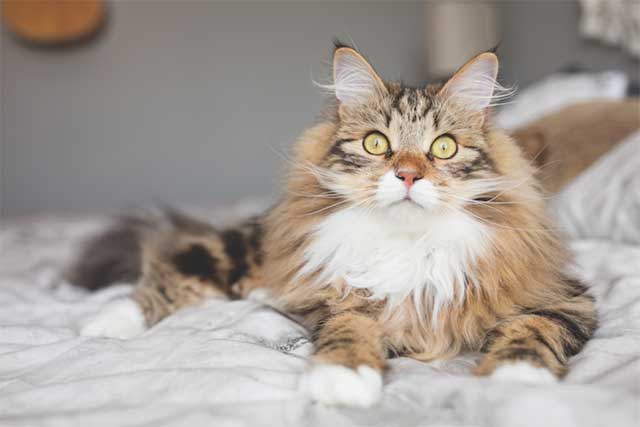 Siberian