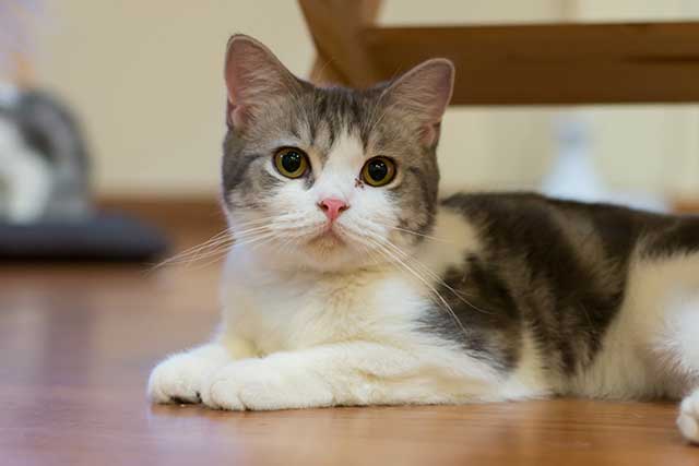 American Wirehair