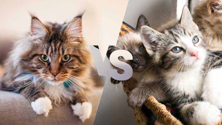 Maine Coon vs Normal Cat: What is the Difference?