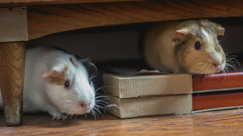 Male vs. Female Guinea Pig: What Is the Difference?