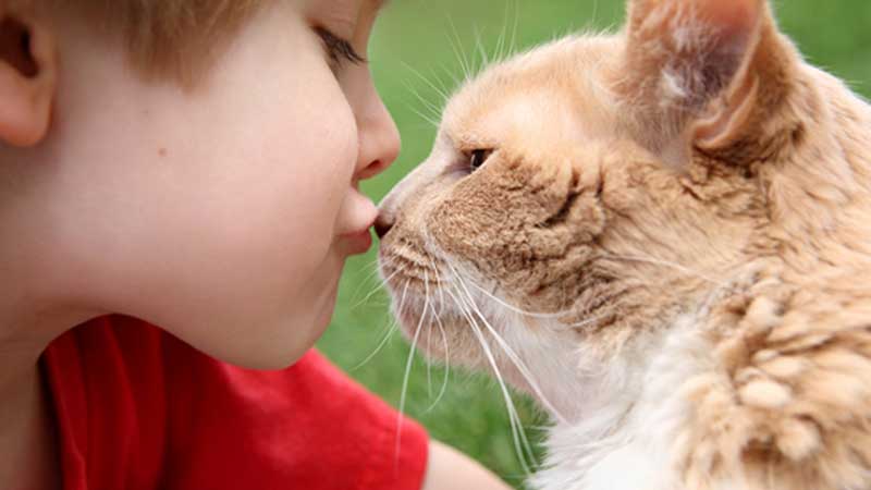 Meanings of a Cat's ＂Nose Kiss＂