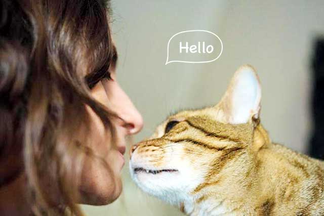 Meanings of a Cat's ＂Nose Kiss＂: 1. How to say hello