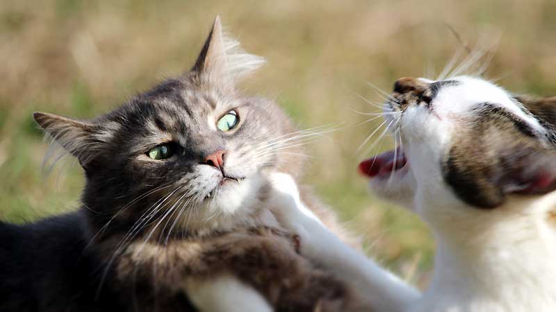 https://www.catbreedslist.com/stories-images/most-aggressive-cat-breeds-800x450.jpg