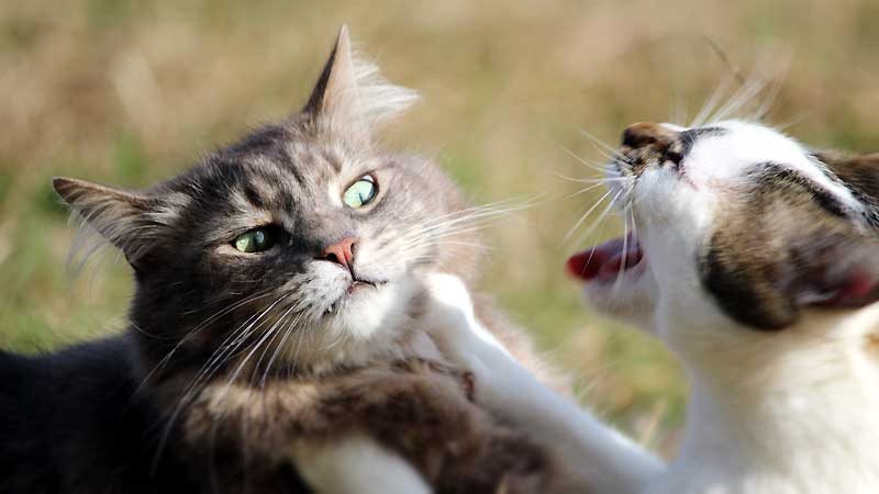 Most Aggressive Domestic Cat Breeds