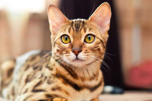 10 Most Aggressive Domestic Cat Breeds: 2. Bengal cat