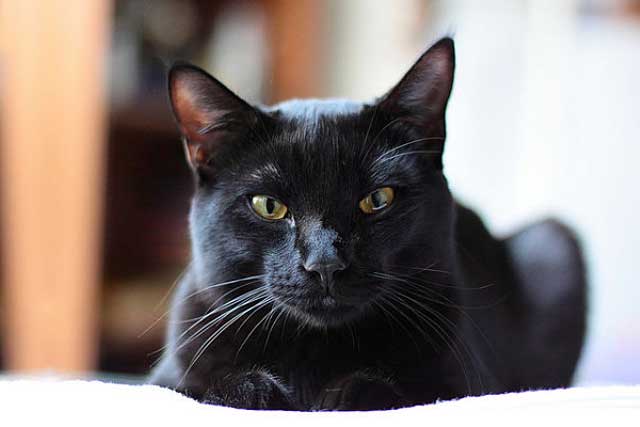 10 Most Aggressive Domestic Cat Breeds: 4. Bombay cat