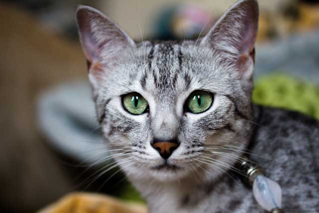 10 Most Aggressive Domestic Cat Breeds: 7. Egyptian Mau
