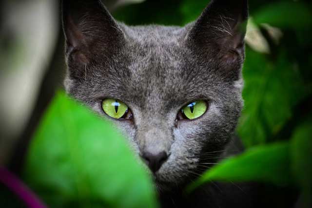 10 Most Aggressive Domestic Cat Breeds: 8. Korat