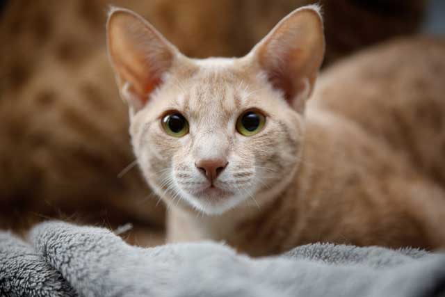 10 Most Aggressive Domestic Cat Breeds: 9. Ocicat