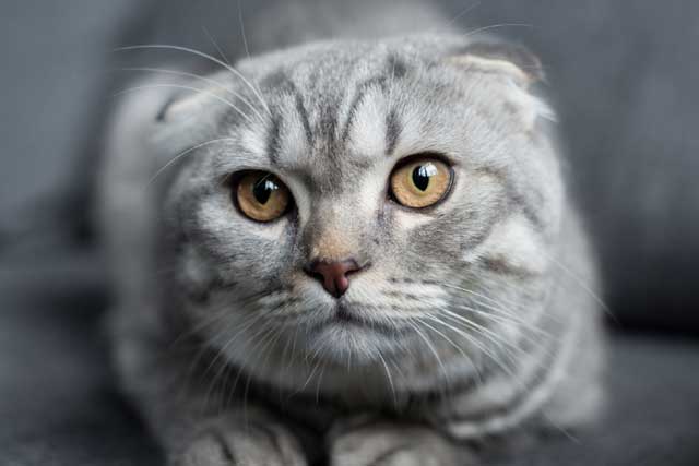 10 Most Aggressive Domestic Cat Breeds: 6. Scottish Fold