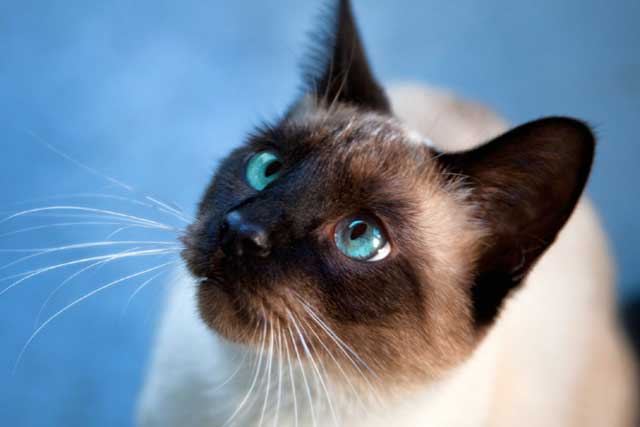 10 Most Aggressive Domestic Cat Breeds: 1. Siamese