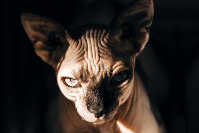 10 Most Aggressive Domestic Cat Breeds: 3. Sphynx cat