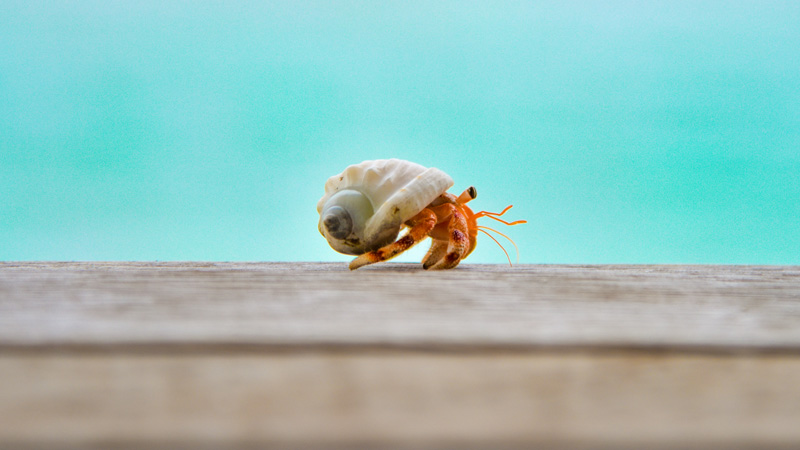 The 5 Most Common Pet Hermit Crabs