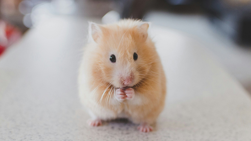 What is the Most Common Type of Hamster?