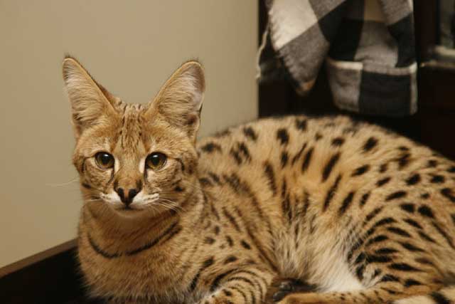 Top 10 Most Expensive Cat Breeds in the World: #1. Ashera