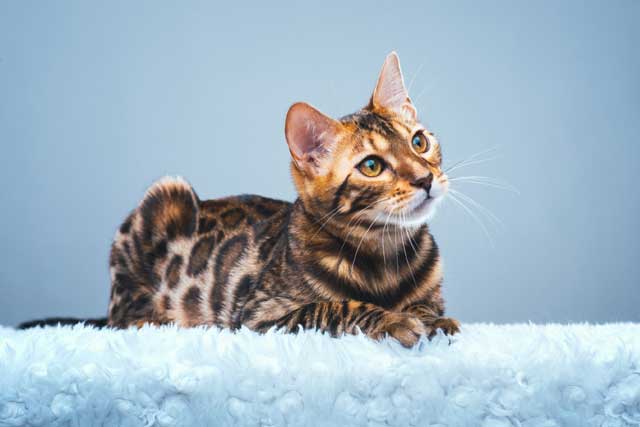 Top 10 Most Expensive Cat Breeds in the World: #5. Bengal cat