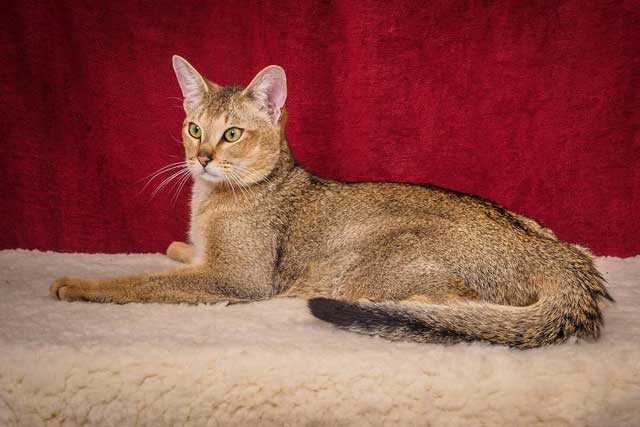 Top 10 Most Expensive Cat Breeds in the World: #4. Chausie