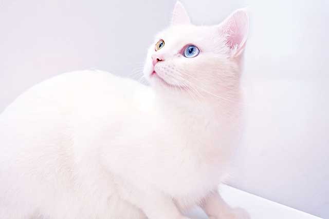 Top 10 Most Expensive Cat Breeds in the World: #3. Khao Manee