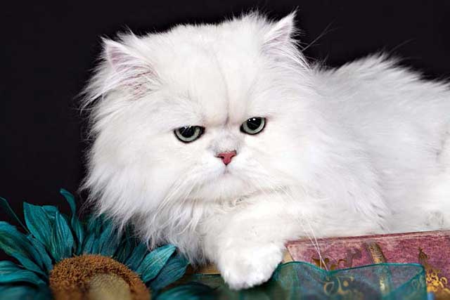 Top 10 Most Expensive Cat Breeds in the World: #9. Persian cat