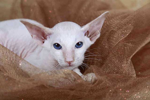 Top 10 Most Expensive Cat Breeds in the World: #10. Peterbald