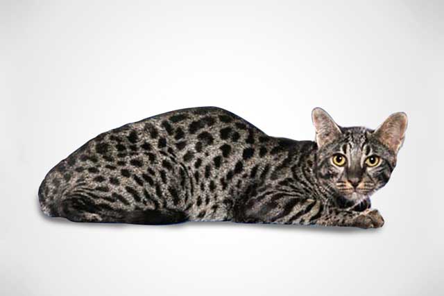 Top 10 Most Expensive Cat Breeds in the World: #7. Safari cat
