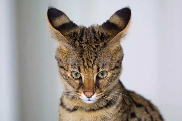 Top 10 Most Expensive Cat Breeds in the World: #2. Savannah cat