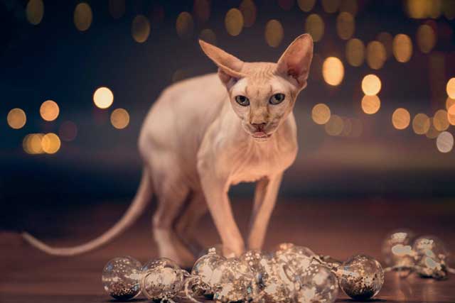 Top 10 Most Expensive Cat Breeds in the World: #6. Sphynx cat