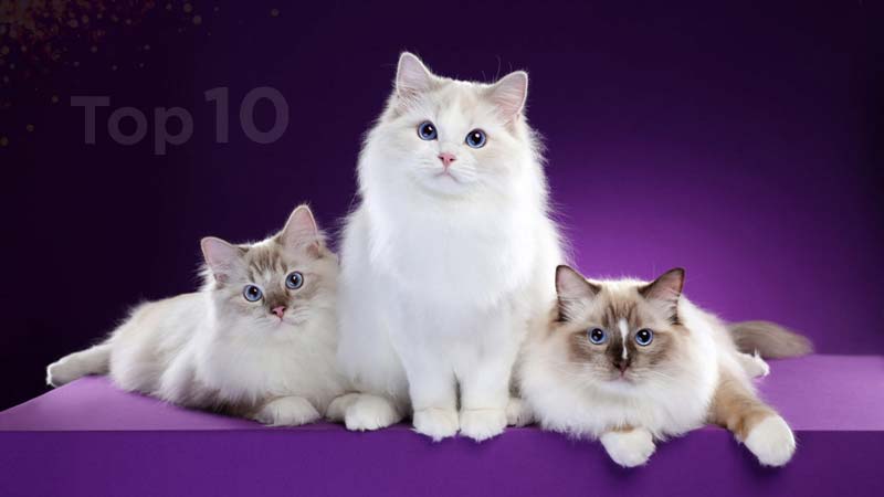 Most Popular Cat Breeds in America