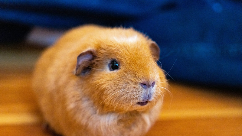 Exploring the Most Popular Guinea Pig Breeds