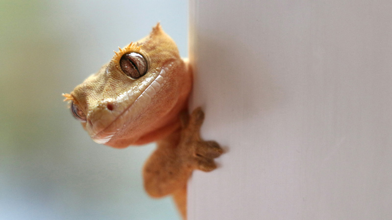 5 Most Tame Lizards as Pets: The Ultimate Guide