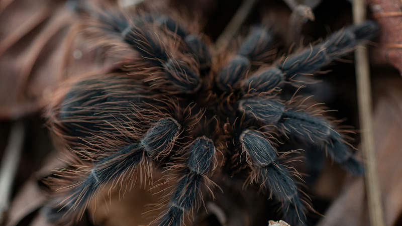 30 Perfect Names for Your Curly-Haired Tarantula