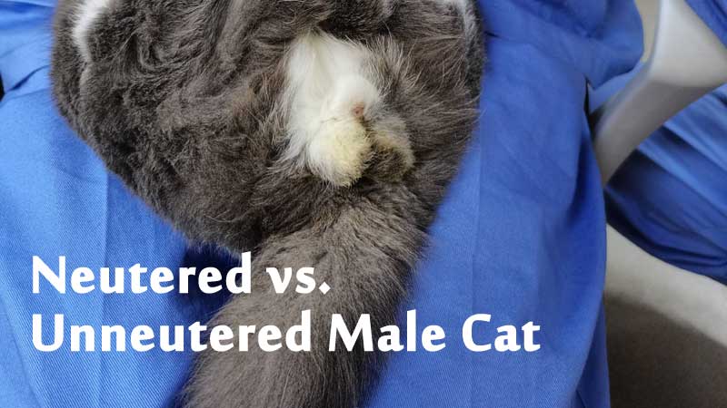 Neutered vs. Unneutered Male Cat
