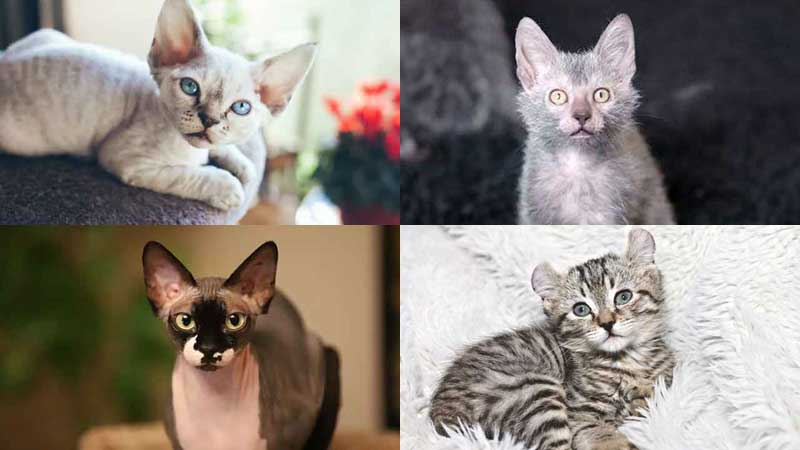 These 10 Newest Cat Breeds Will Make Your Purr-fect Match