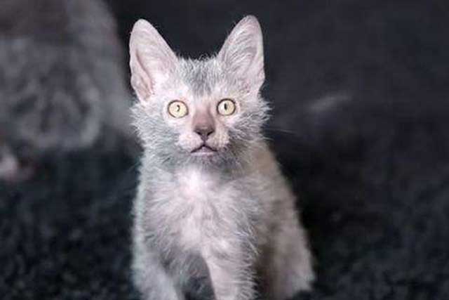 Lykoi