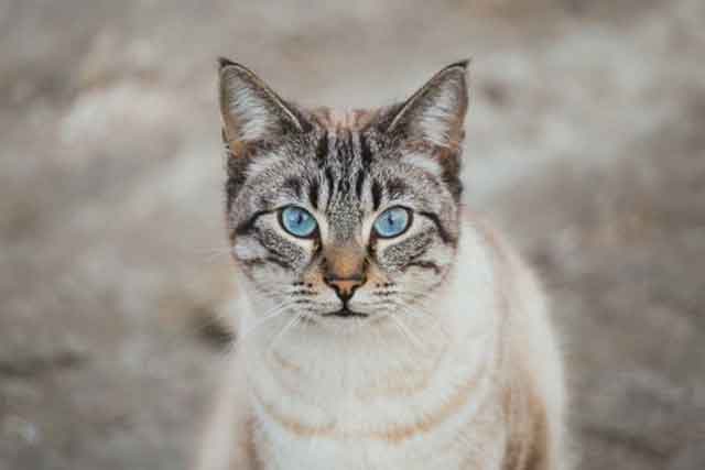 Ojos Azules