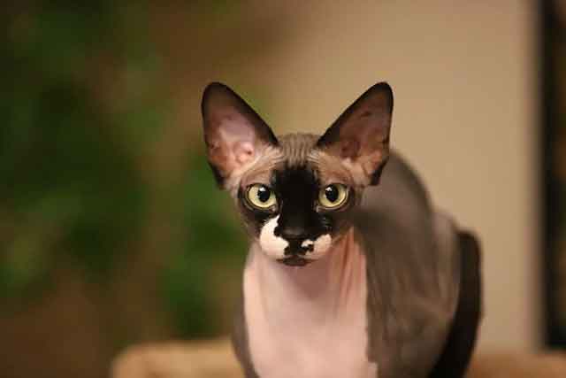 Peterbald