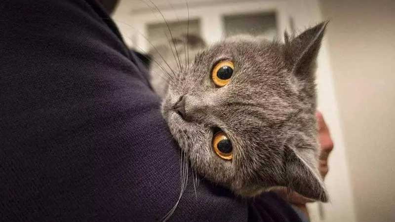 Owning A Cat Is Prone To These 6 Weird Problems