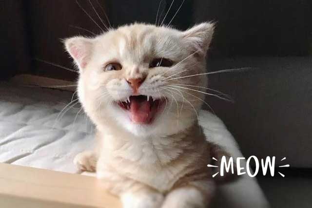 1. Learn to meow often