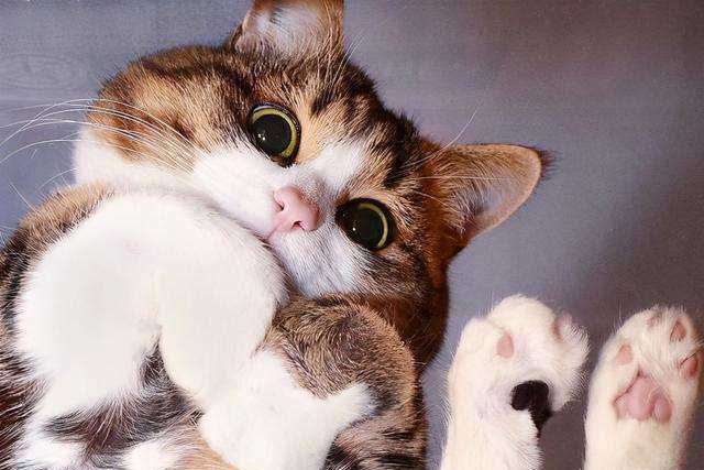 3. Showing off pictures of cats